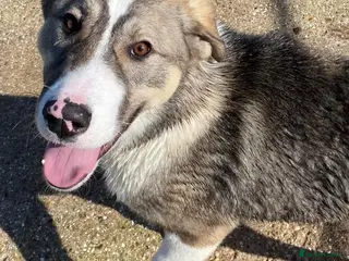 Mixed Breed dogs FLORIAN - THE BFG PUPPY - Advert 14