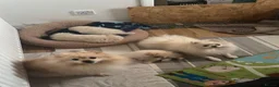 Pomeranian dogs for sale: Beautiful Pomeranian Puppies – 2 Girls & 1 Boy – - Advert 9