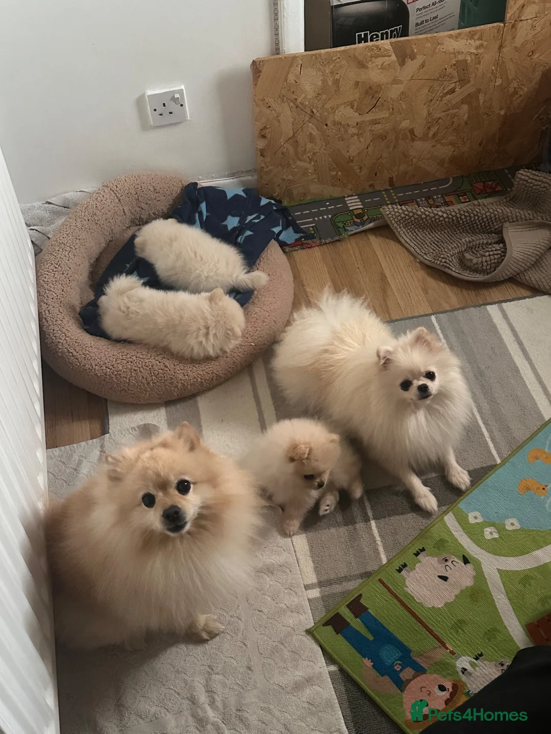 Pomeranian dogs for sale: Beautiful Pomeranian Puppies – 2 Girls & 1 Boy – - Advert 9