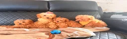 Maltipoo dogs for sale: Exquisite f1 toy Maltipoo teddy bears  - Advert 8