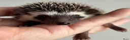 Pygmy Hedgehog rodents for sale: African Pygmy Hedgehog Ethically Bred  - Advert 11