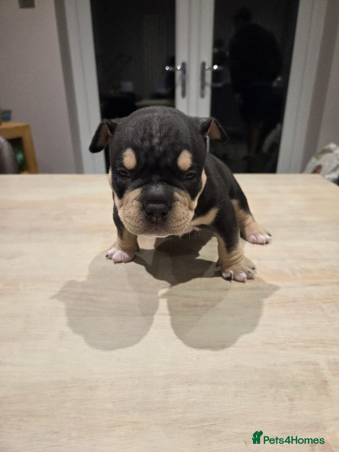 American Bully dogs for sale: Luna x Dynamite puppies🧨🧬 4 girls✅ 4 boys✅ - Advert 16