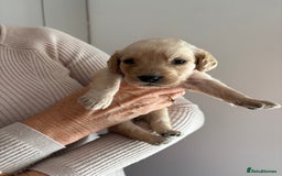 Labradoodle dogs for sale: Miniature Labradoodle Pups - Image 22
