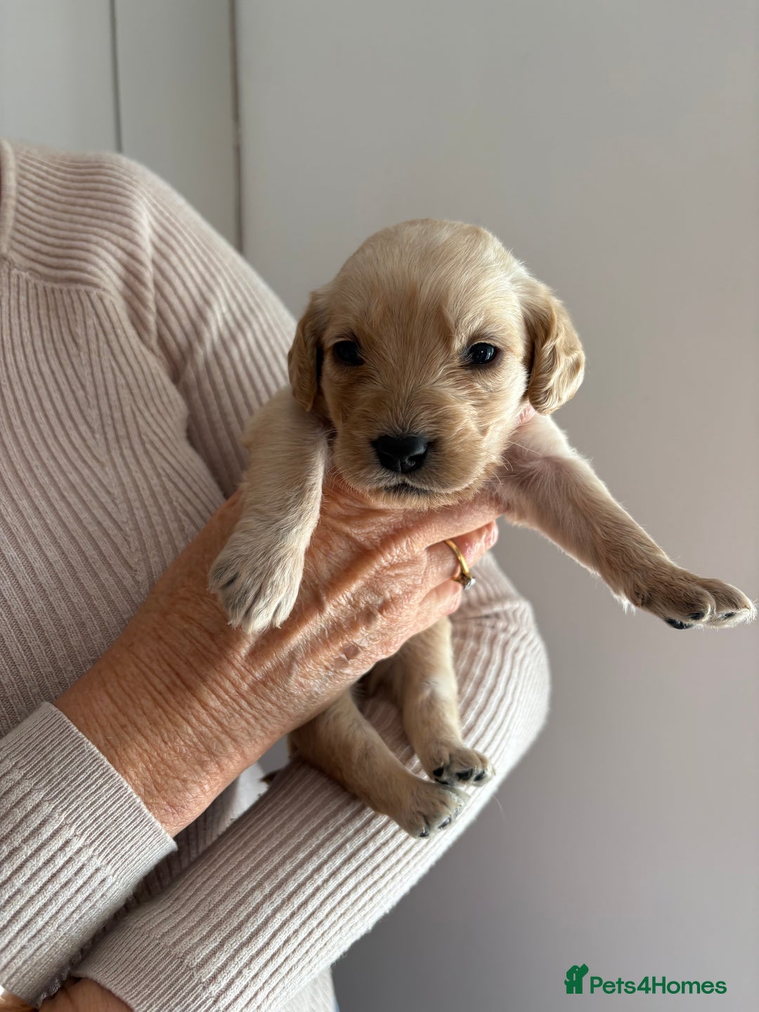 Labradoodle dogs for sale: Miniature Labradoodle Pups - Image 22