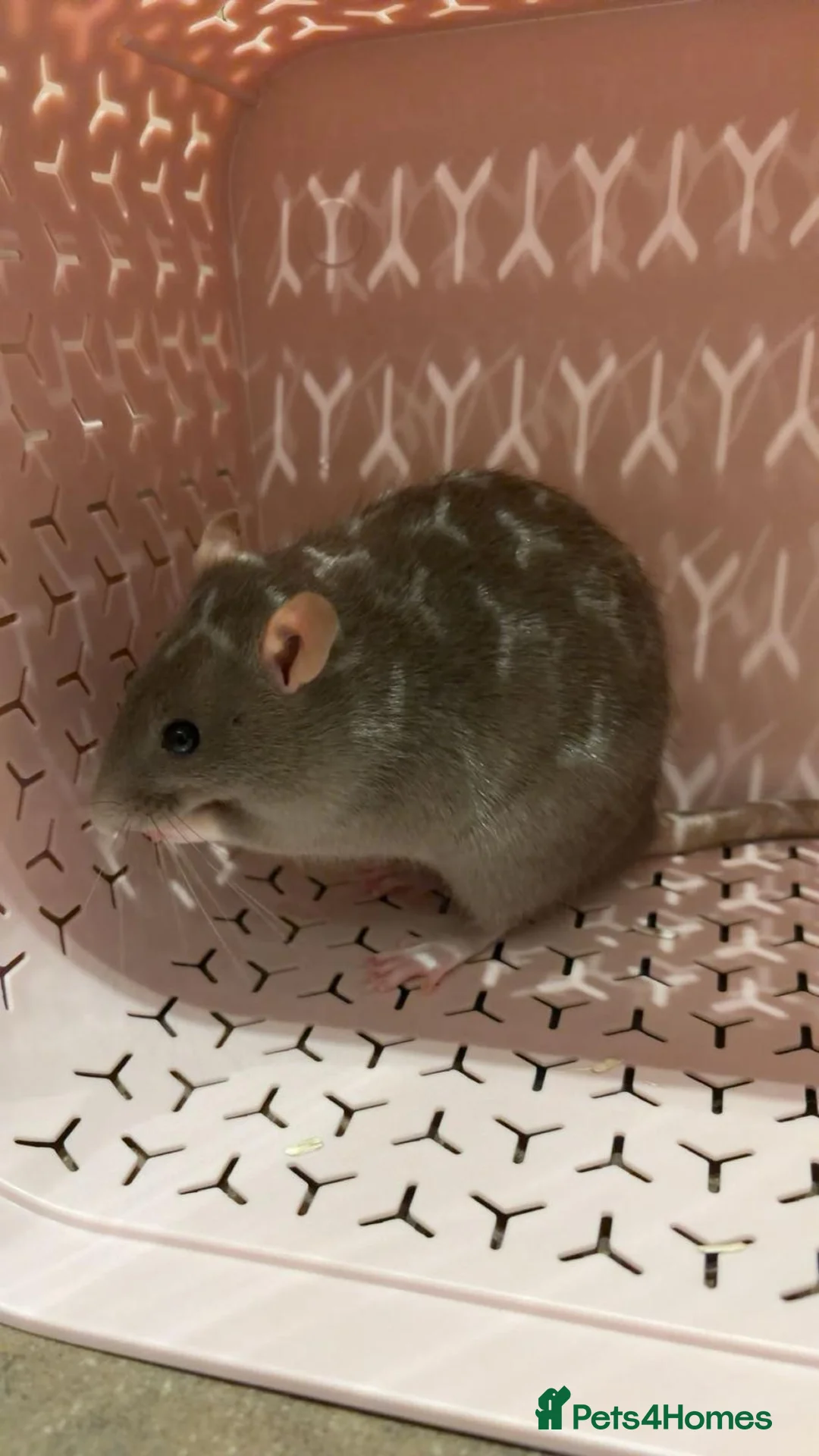 Rat rodents for sale: Pair of Female Rats - FREE TO GOOD HOME in Redcar - Advert 2