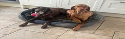 Hungarian Vizsla dogs for sale: 🌟Stunning, strong health tested KC pups 🌟  - Advert 12