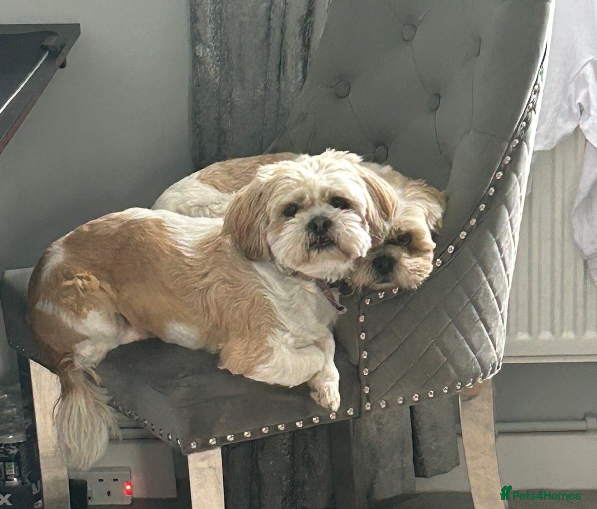 Shih Tzu dogs Coco & Mia  - Advert 1