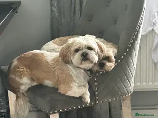 Shih Tzu dogs Coco & Mia - Advert 1