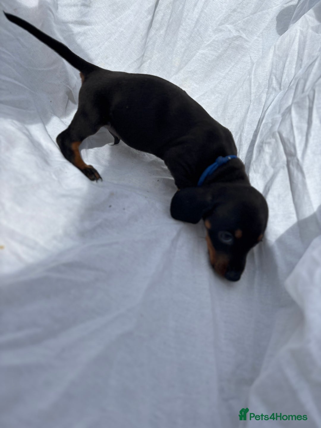 Dachshund dogs for sale: miniature dachshund   - Image 2