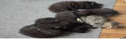 Scottish Fold cats for sale: Beautiful Scottish fold kittens readyto leave - Advert 8