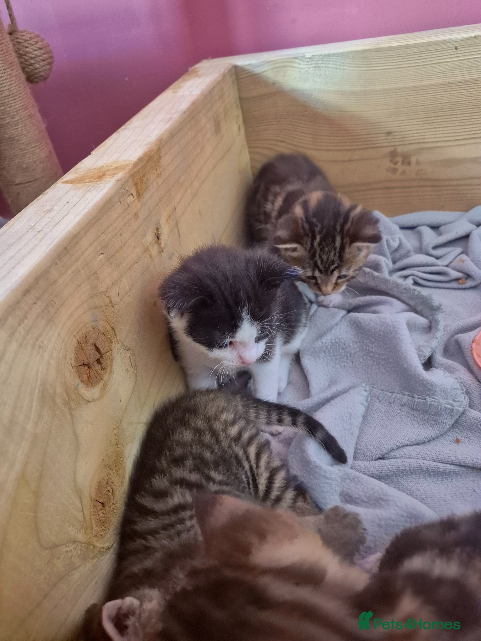 Domestic Shorthair cats for sale: 4 gorgeous kittens.  - Advert 9