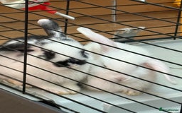 Mini Lop rabbits for sale: White. Blue eyed bunny. Ready to go.  - Image 8