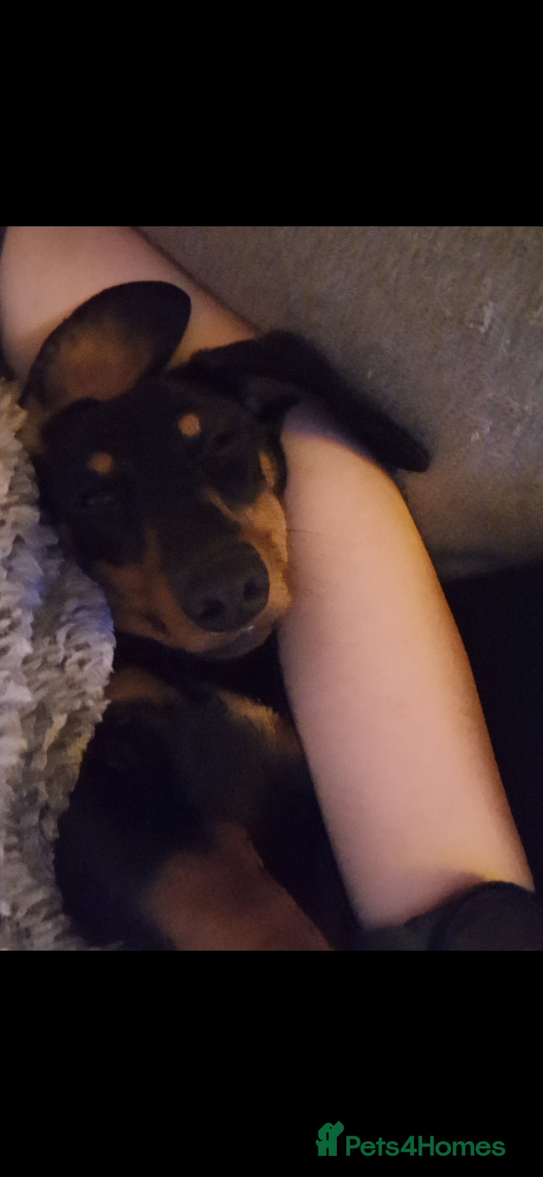 Dachshund dogs for sale: (Rescue) Black and tan dachshund - Image 8