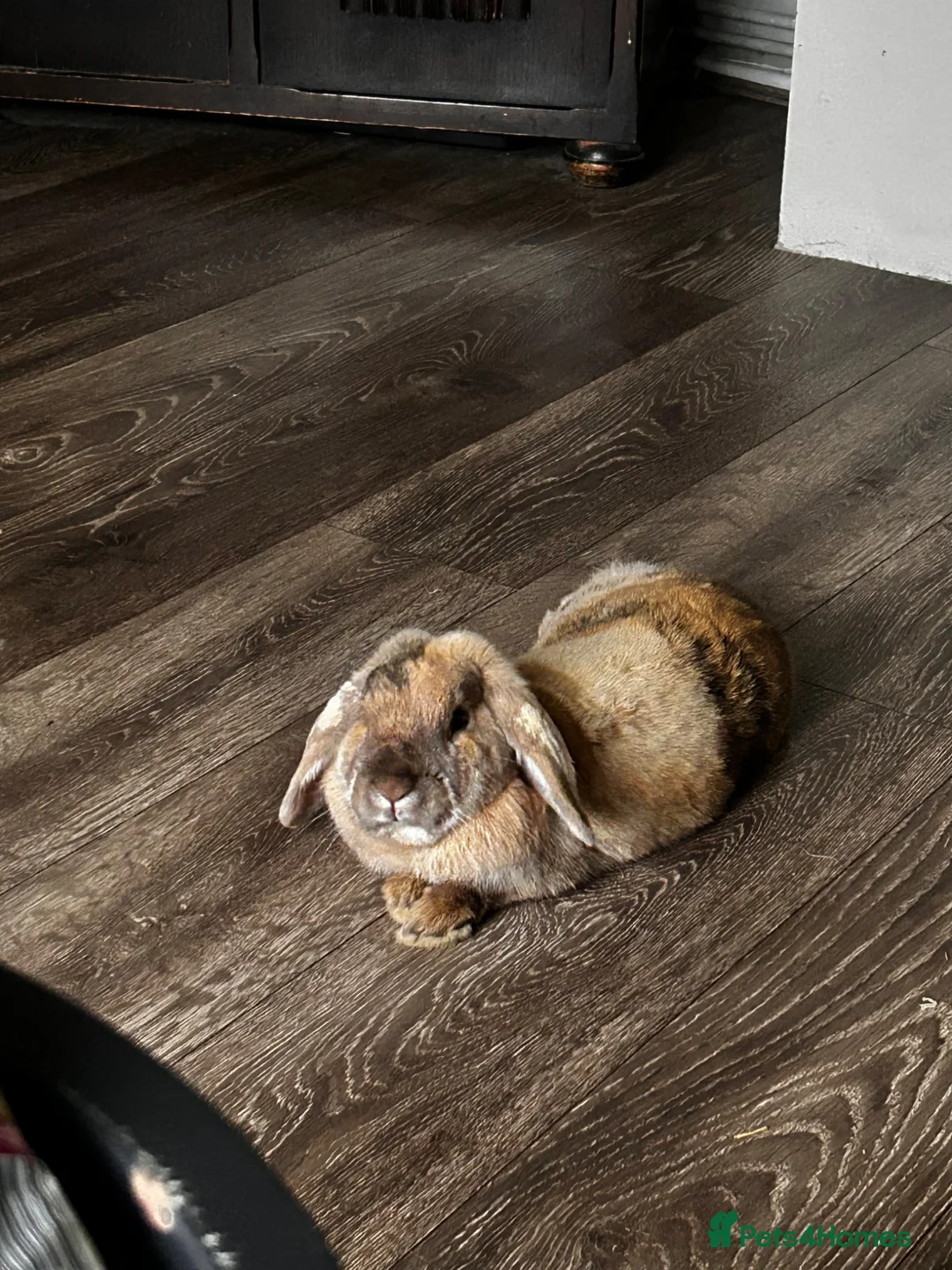 Mini Lop rabbits for sale: Mini lop bunny  in Halstead - Advert 2