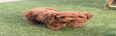 Cockapoo Puppy 1