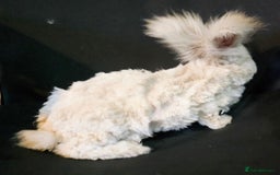 Angora rabbits for sale: Poor little man... - Image 12