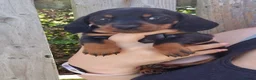 Miniature Dachshund dogs for sale: Champion line show Mini Smooth-Haired Dachshund  - Advert 4