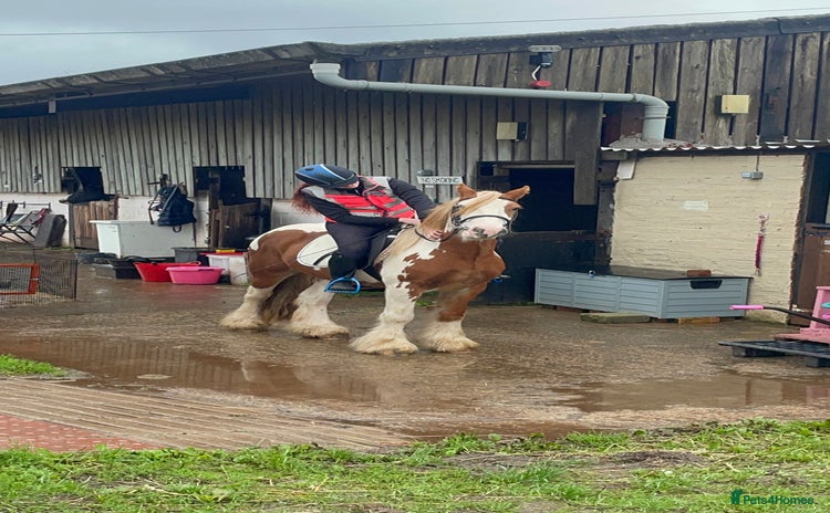 Irish Cob horses - Advert 2