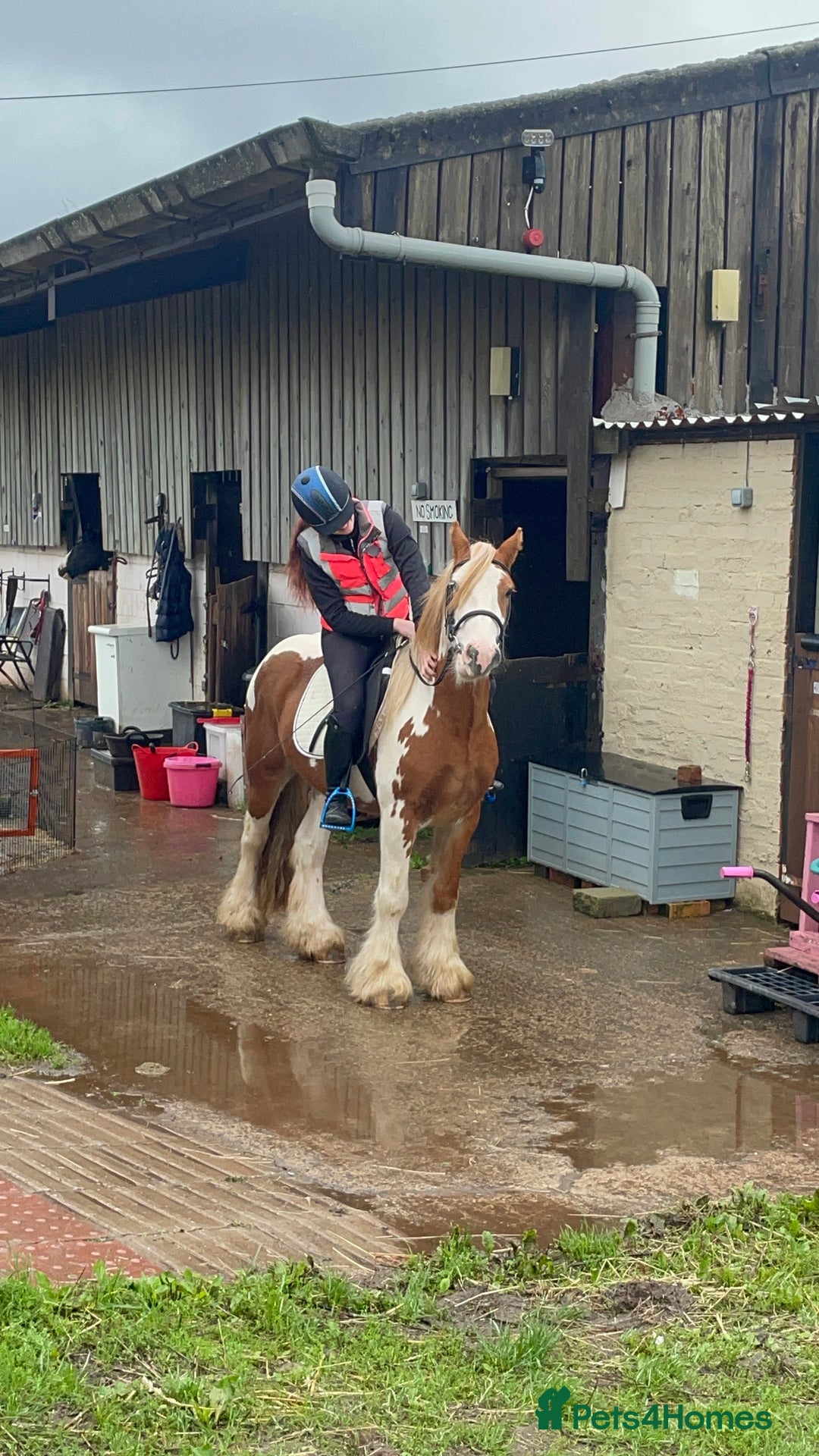 Irish Cob horses for sale: Copper 13.1/2 Gypsy Cob  - Image 1