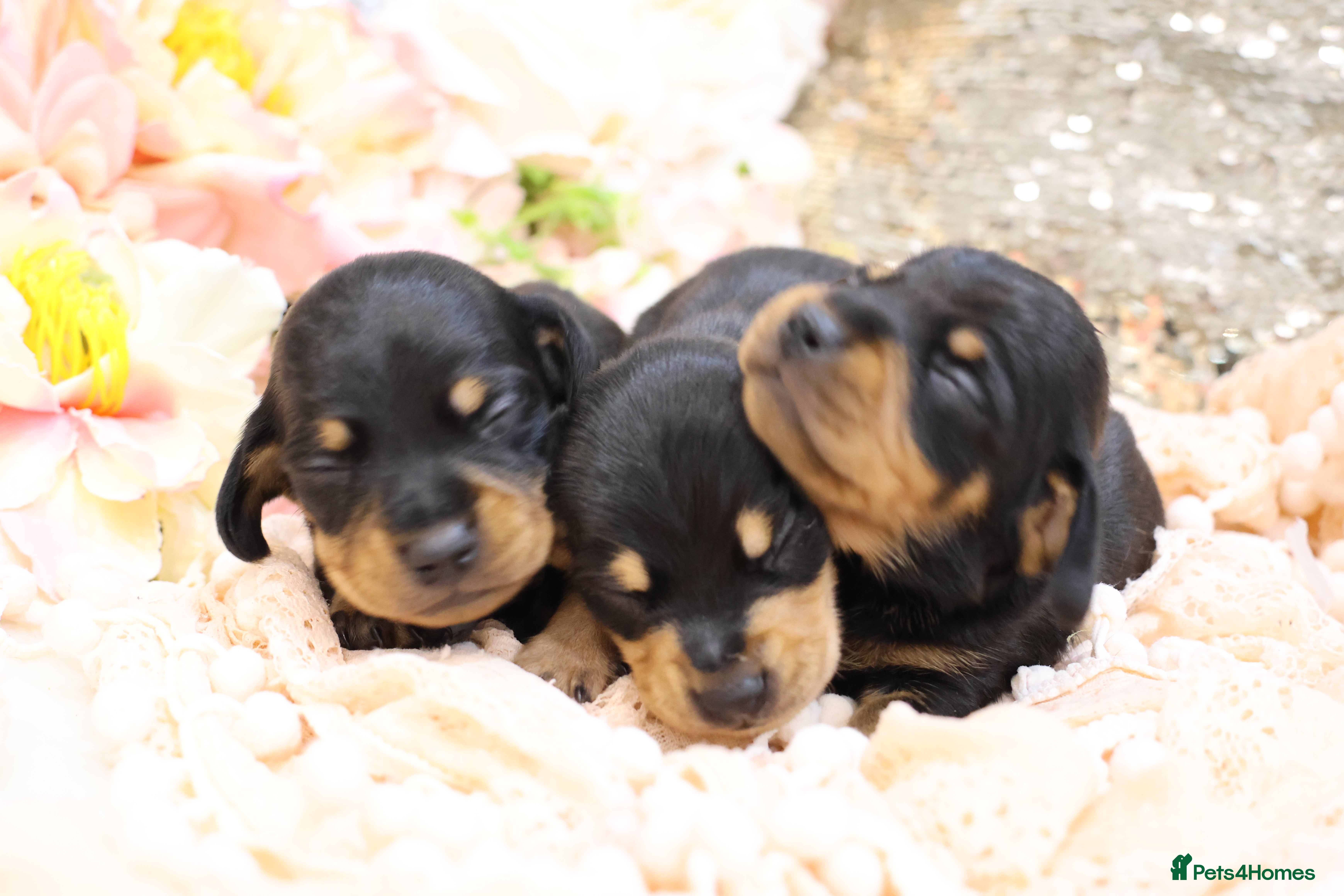 Miniature Dachshund dogs KC Miniature Dachshund Puppies - Advert 5