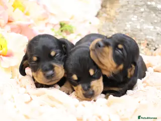 Miniature Dachshund dogs KC Miniature Dachshund Puppies - Advert 5