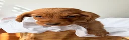 Cocker Spaniel dogs for sale: Beautiful working cocker spaniels  - Advert 5