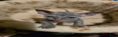 Sphynx 6