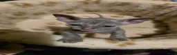 Sphynx cats for sale: Adorable Sphinx kittens  - Advert 14