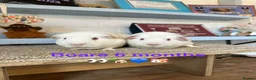 Guinea Pig rodents for sale: Lots of Guinea Pig Ready to pick and Choose From - Advert 5