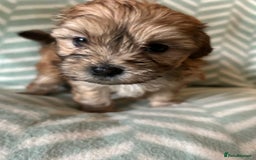 Mixed Breed dogs for sale: Beautiful Malshi-Poo Puppies (Shmoodles) ❤️ - Image 9