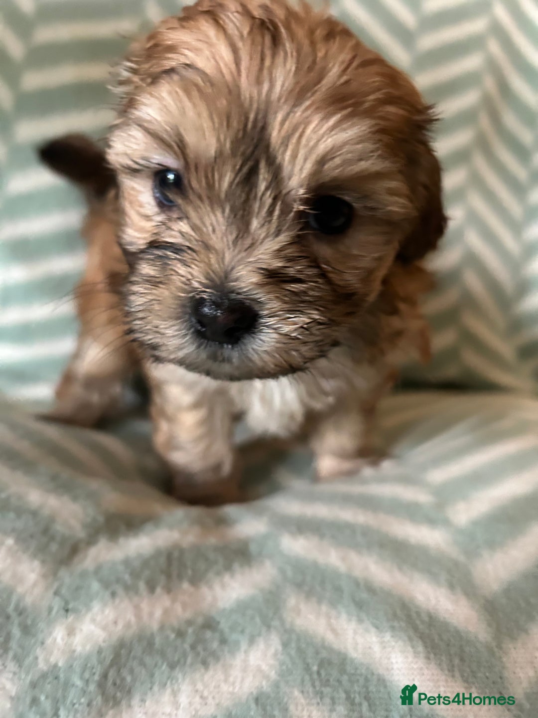 Mixed Breed dogs for sale: Beautiful Malshi-Poo Puppies (Shmoodles) ❤️ - Image 9