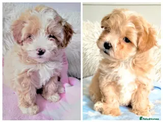 Maltipoo dogs F1 Maltpoo From Quality Champion KC's Health Tests - Advert 3