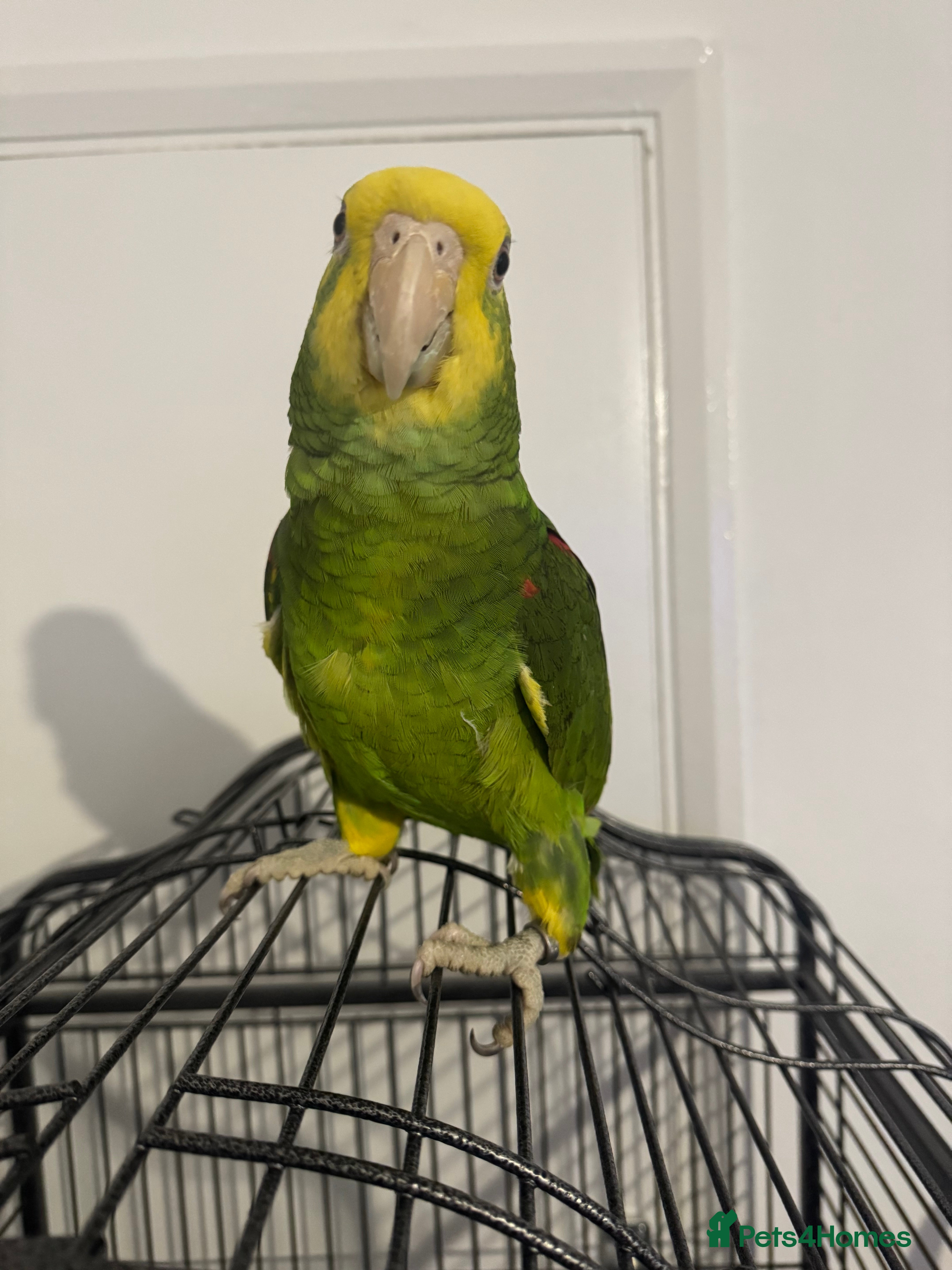 Parrots birds double yellow headed amazon in Ware - Advert 3