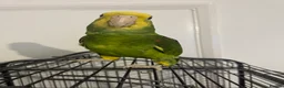 Parrots birds for sale: double yellow headed amazon in Ware - Advert 1