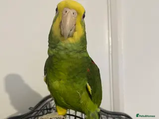 Parrots birds double yellow headed amazon in Ware - Advert 3