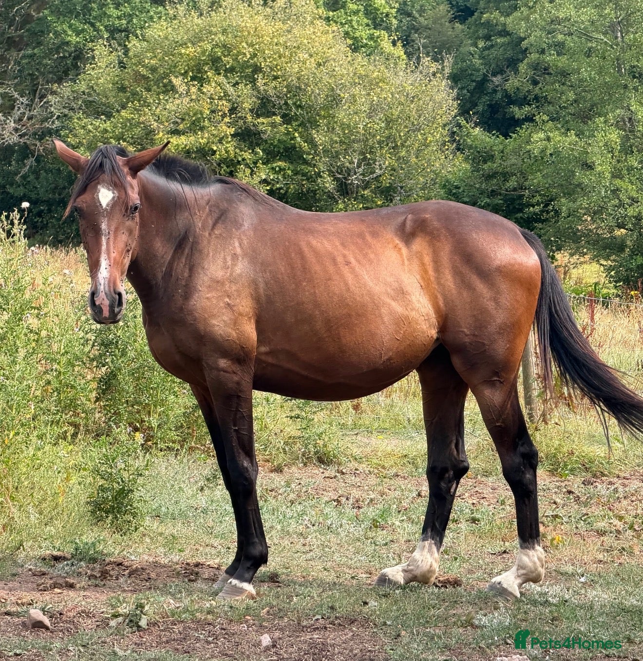 Irish Sports horses Companion / Best friend Looking for a family  - Advert 1