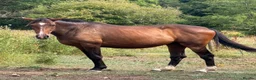 Irish Sports horses for sale: Companion / Best friend Looking for a family  - Advert 1