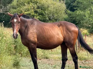 Irish Sports horses Companion / Best friend Looking for a family - Advert 4