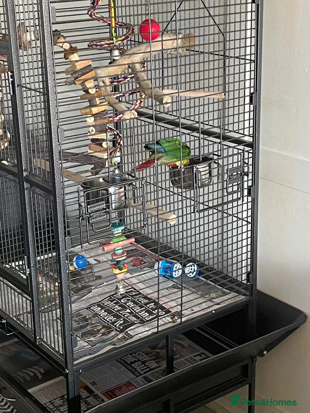 Conures birds for sale: Silly tame sun check conour  in Clacton-on-Sea - Advert 7