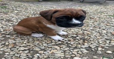 Boxer dogs - Advert 2