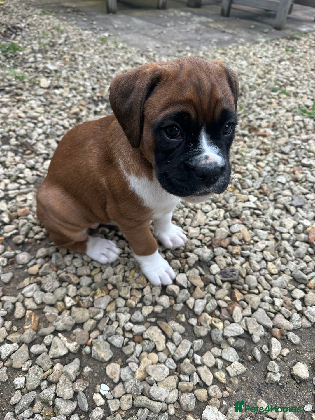 Boxer dogs for sale: Boxer puppy Girl for sale-adorable and cute  - Image 2