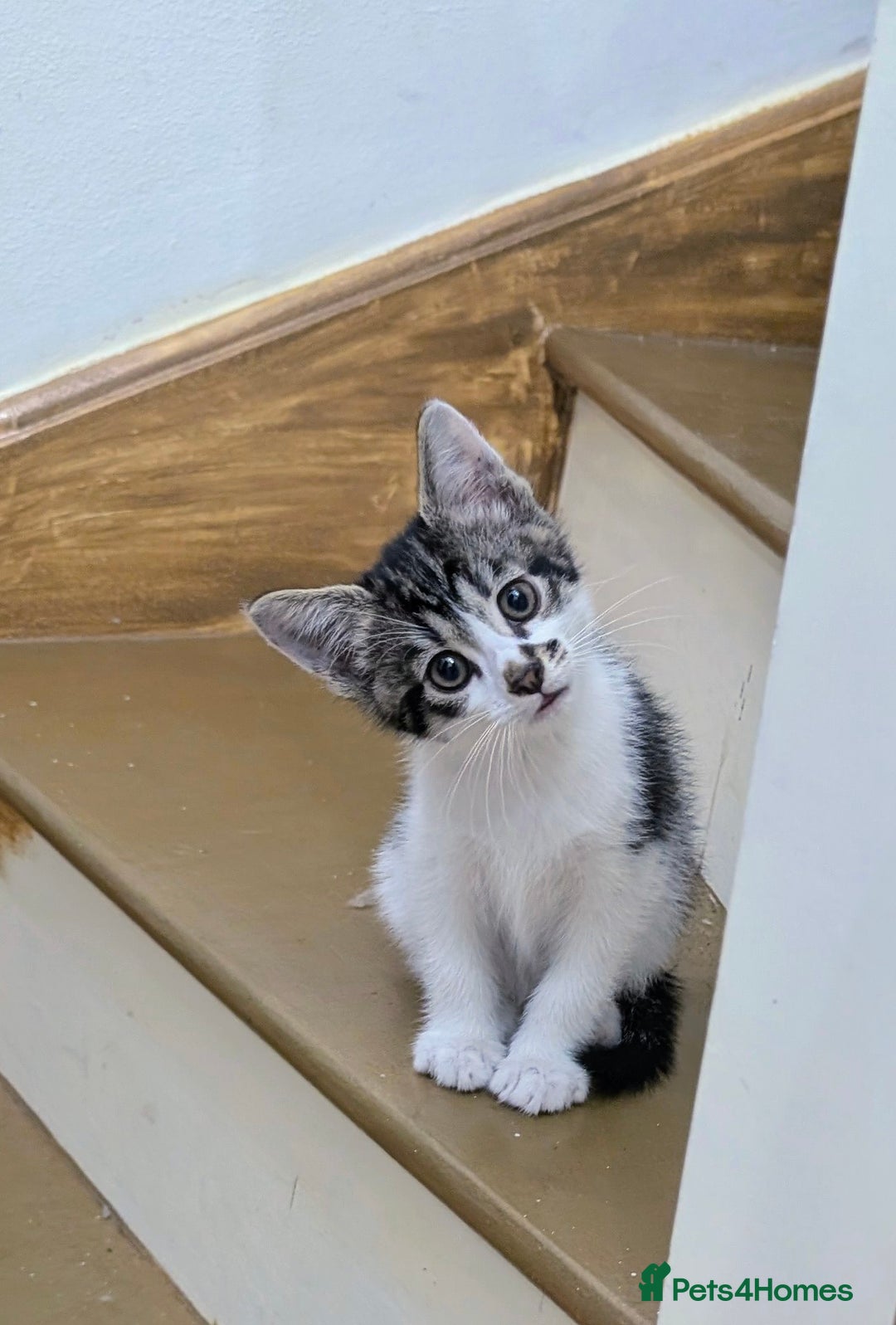 Mixed Breed cats for sale: Adorable kittens for sale - Image 17