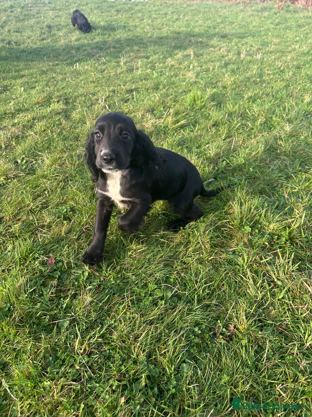 Cockalier dogs for sale: Stunning cockaliers  - Advert 6