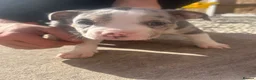 American Bully dogs for sale: American pocket bully’s  - Advert 22