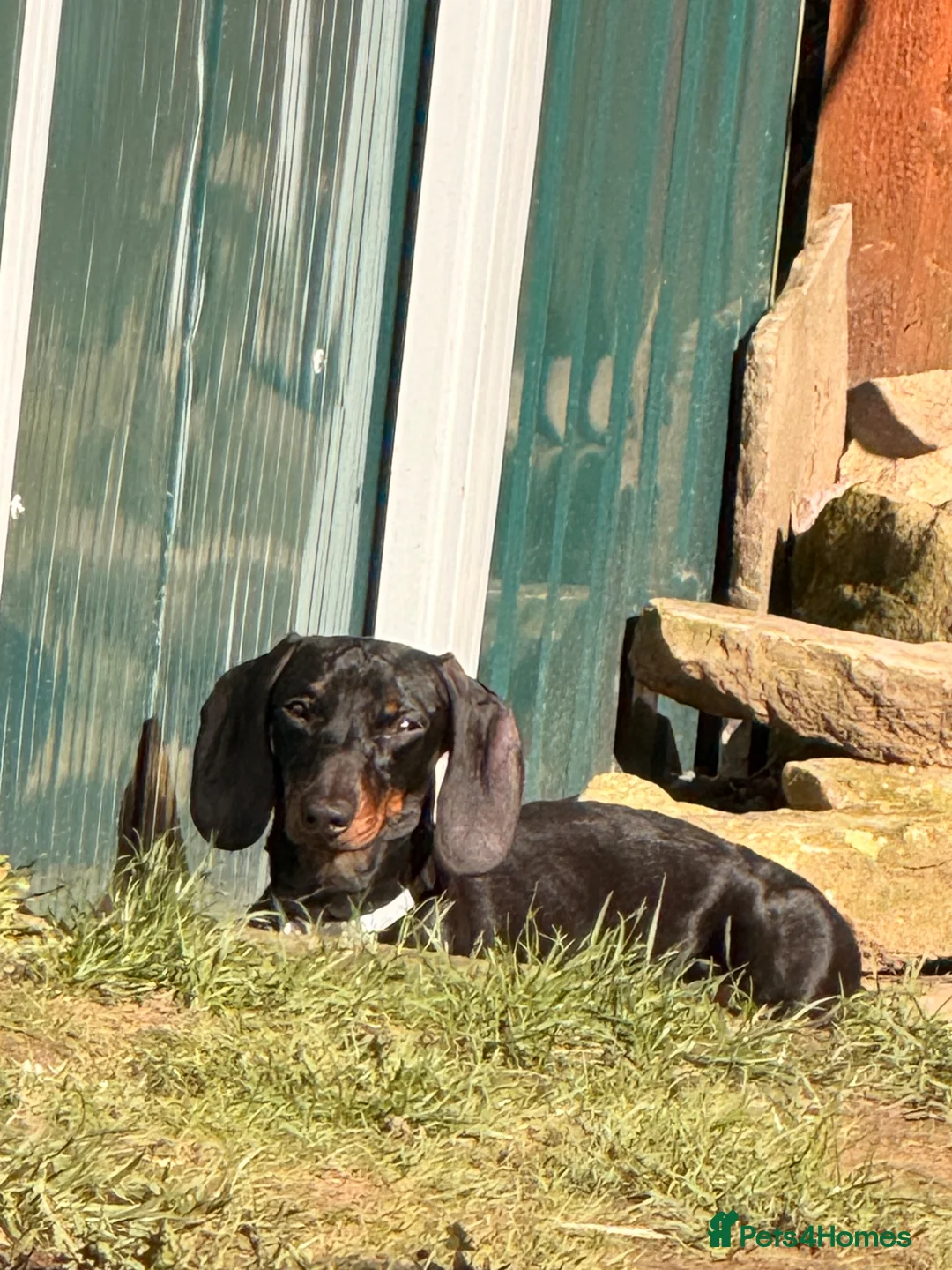 Miniature Dachshund dogs for sale: Miniature dachshund  - Advert 1
