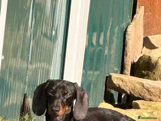 Miniature Dachshund dogs Miniature dachshund - Advert 1