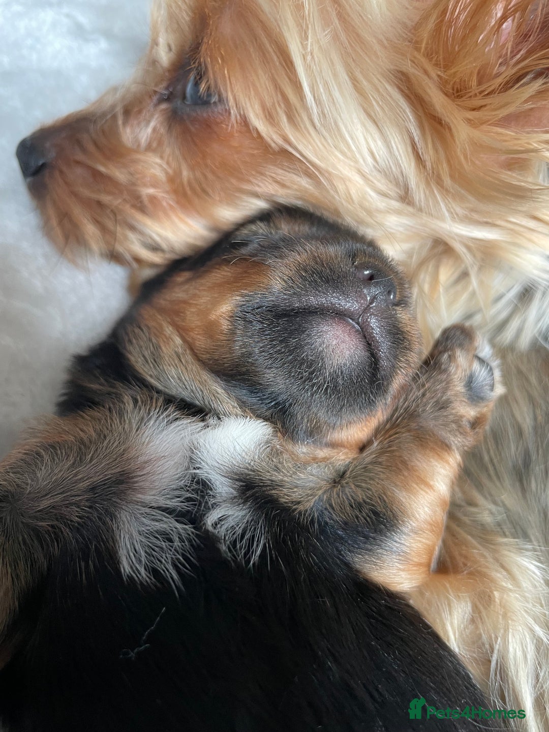 Yorkshire Terrier dogs for sale: Gorgeous Tiny Yorkshire terrier puppy  - Image 2
