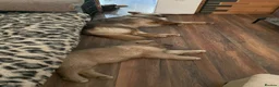 German Shepherd dogs for sale: Rare Isabella long coated German shepherd pup  - Advert 3
