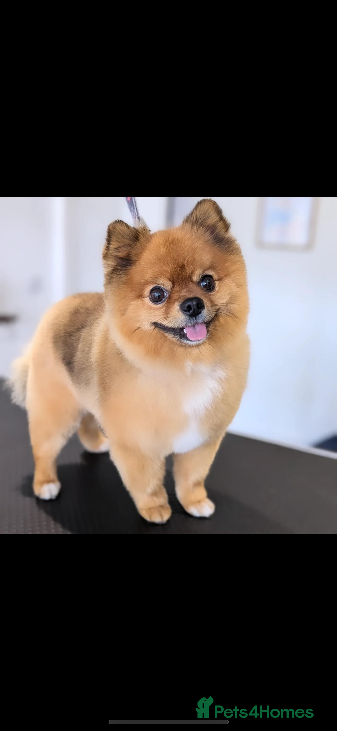 Pomeranian dogs for stud: Beautiful Pom for stud  - Advert 2