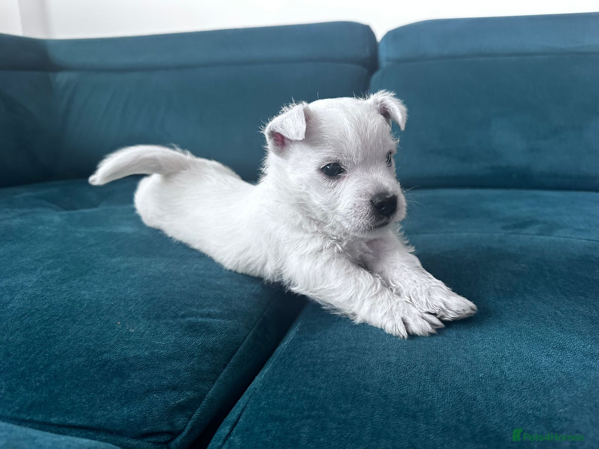 West Highland Terrier dogs Show Quality Pups⭐️(ONE PUP LEFT!) - Advert 1
